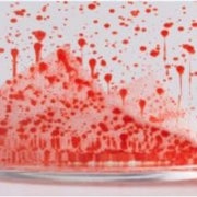 リニューアル品